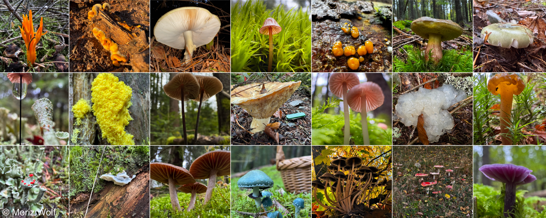 Bild_UBTFungalEcology