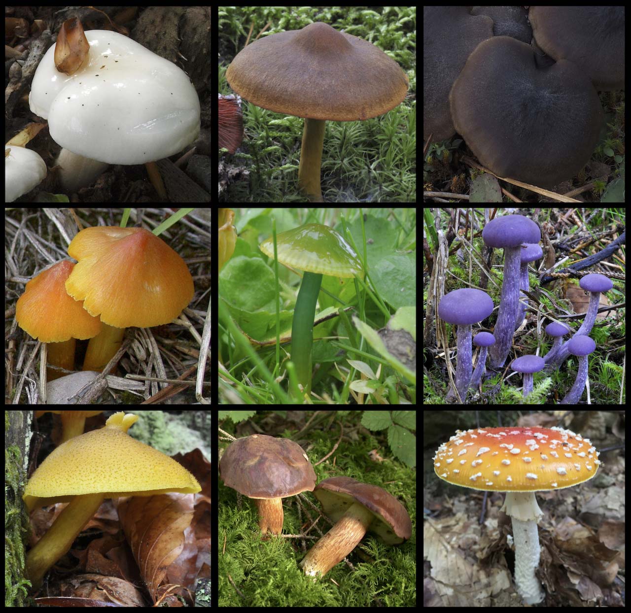 Collage verschiedener Pilzarten